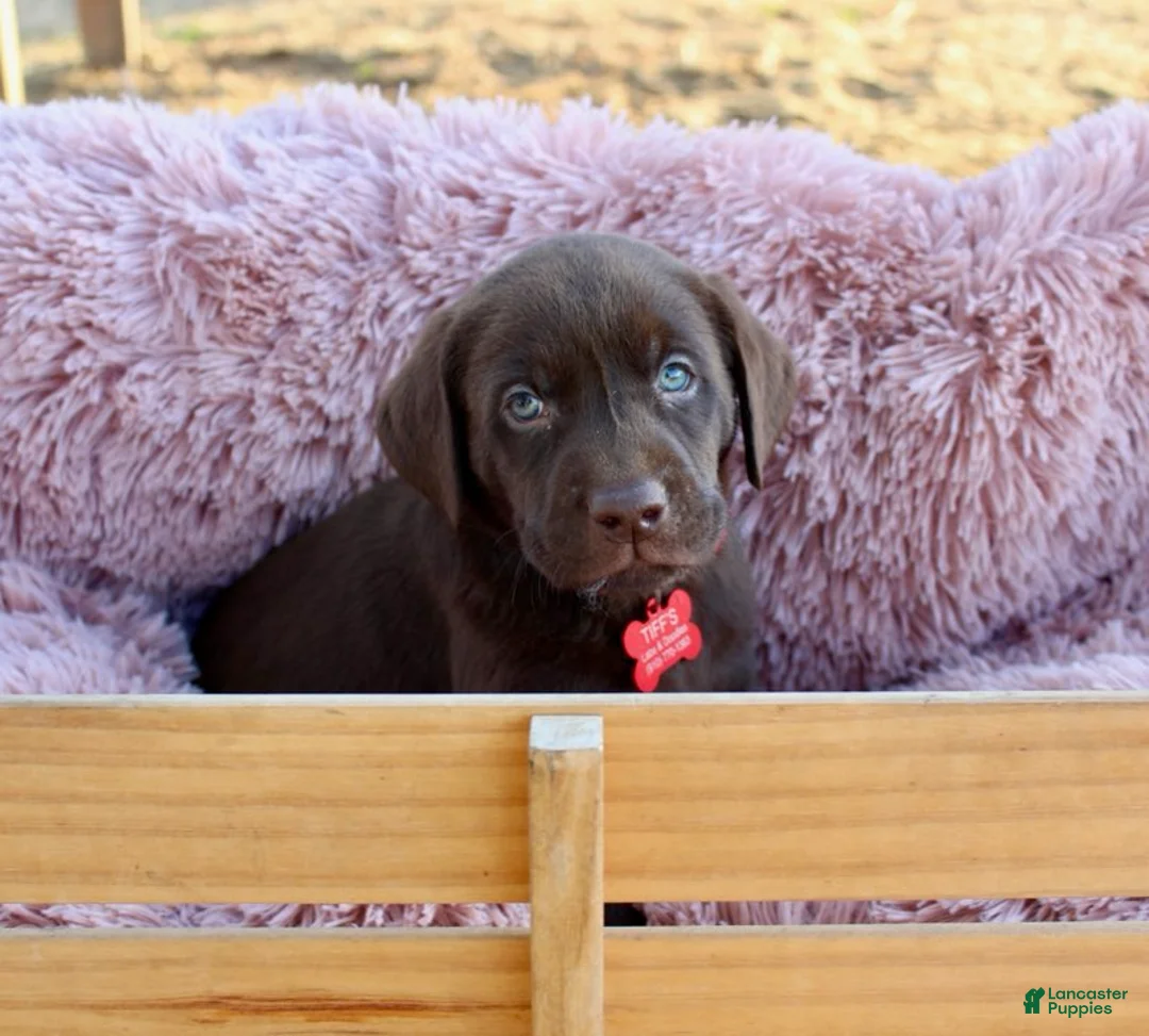 Labrador Retriever dogs for sale: Red Collar - Ad 6