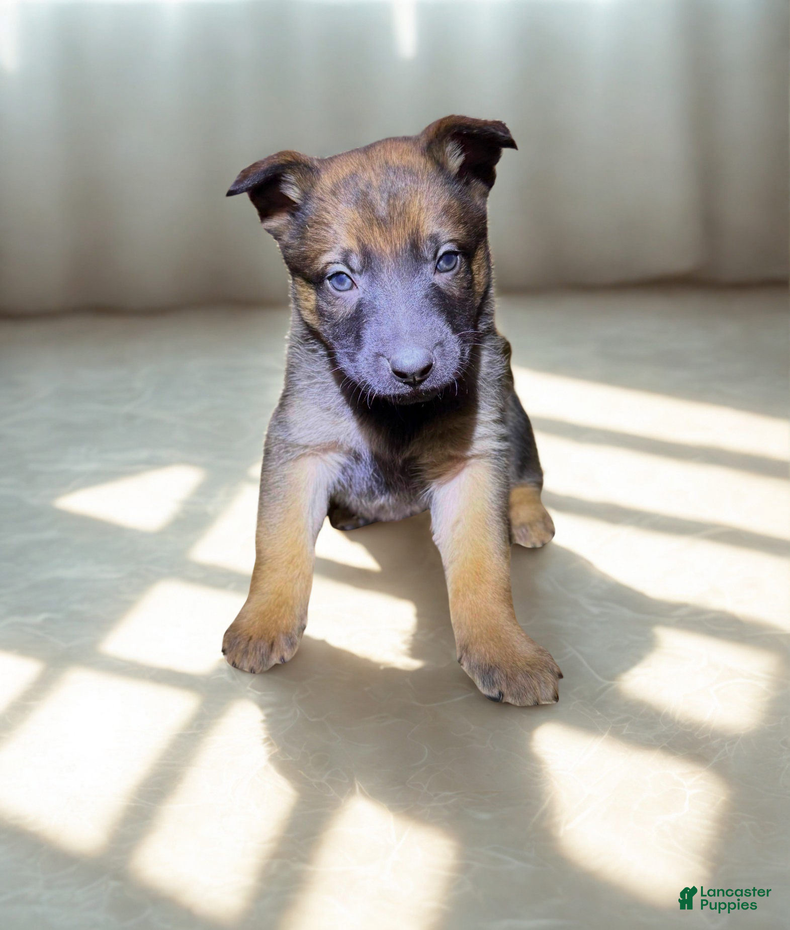 Mixed Breed dogs Purple Collar - Fawn Female  - Ad 8