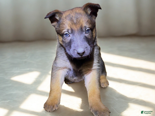 Mixed Breed dogs Purple Collar - Fawn Female - Ad 8