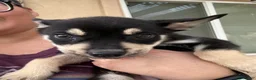Pitsky dogs for sale: Pitsky 7 - Ad 4
