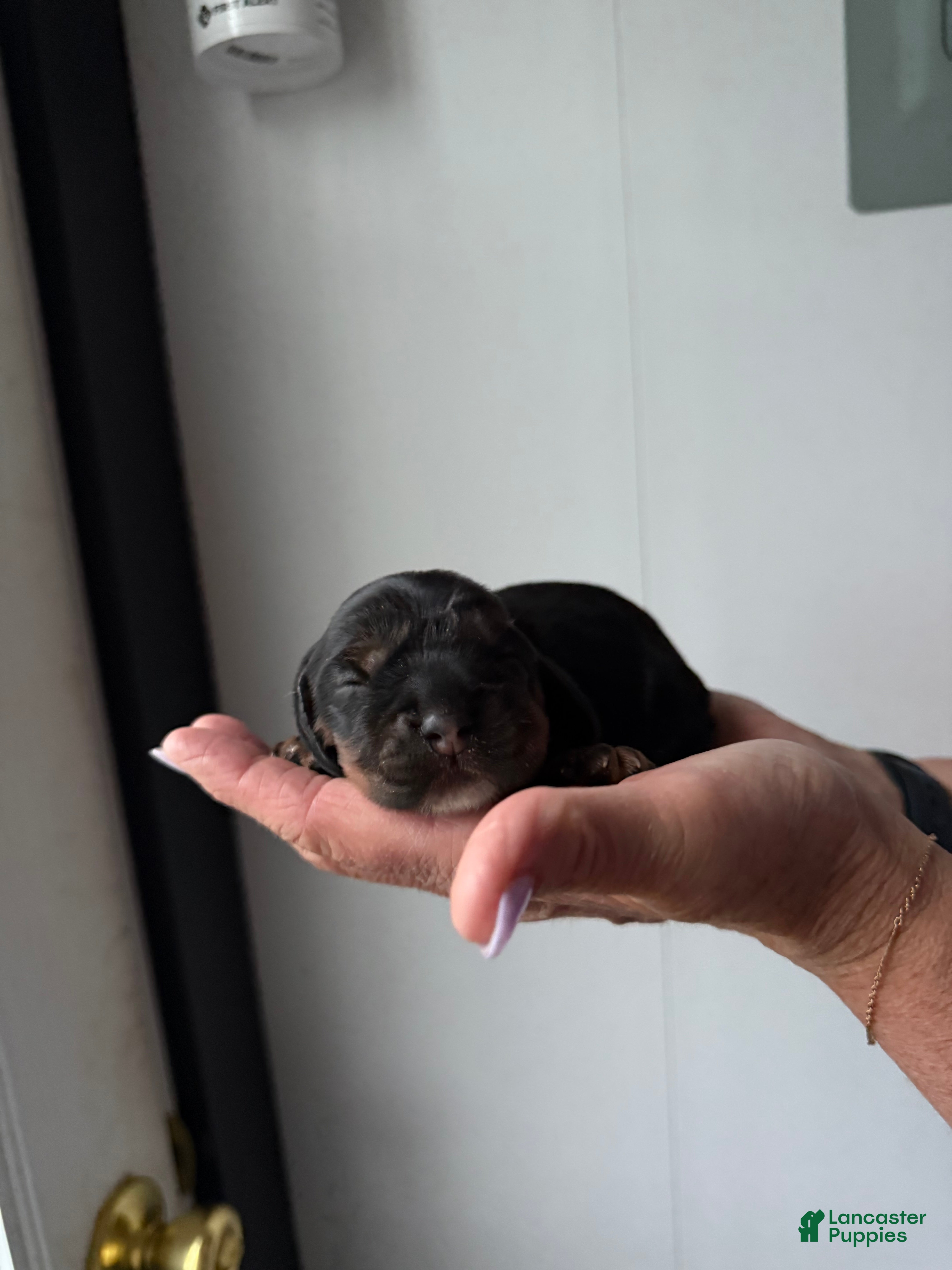 Cocker Spaniel dogs Enzo - Ad 1