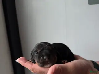 Cocker Spaniel dogs for sale: Enzo - Ad 2