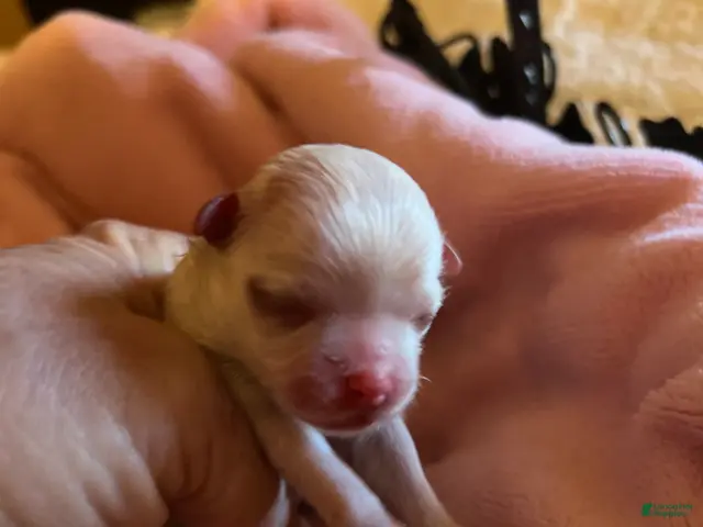 Maltese dogs for sale: Mira - Ad 1