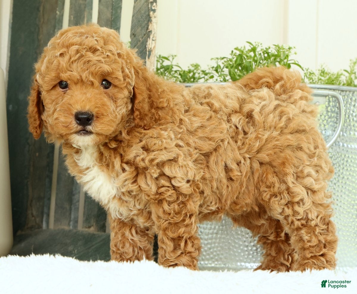 Mini Goldendoodle dogs Vinny - Ad 2