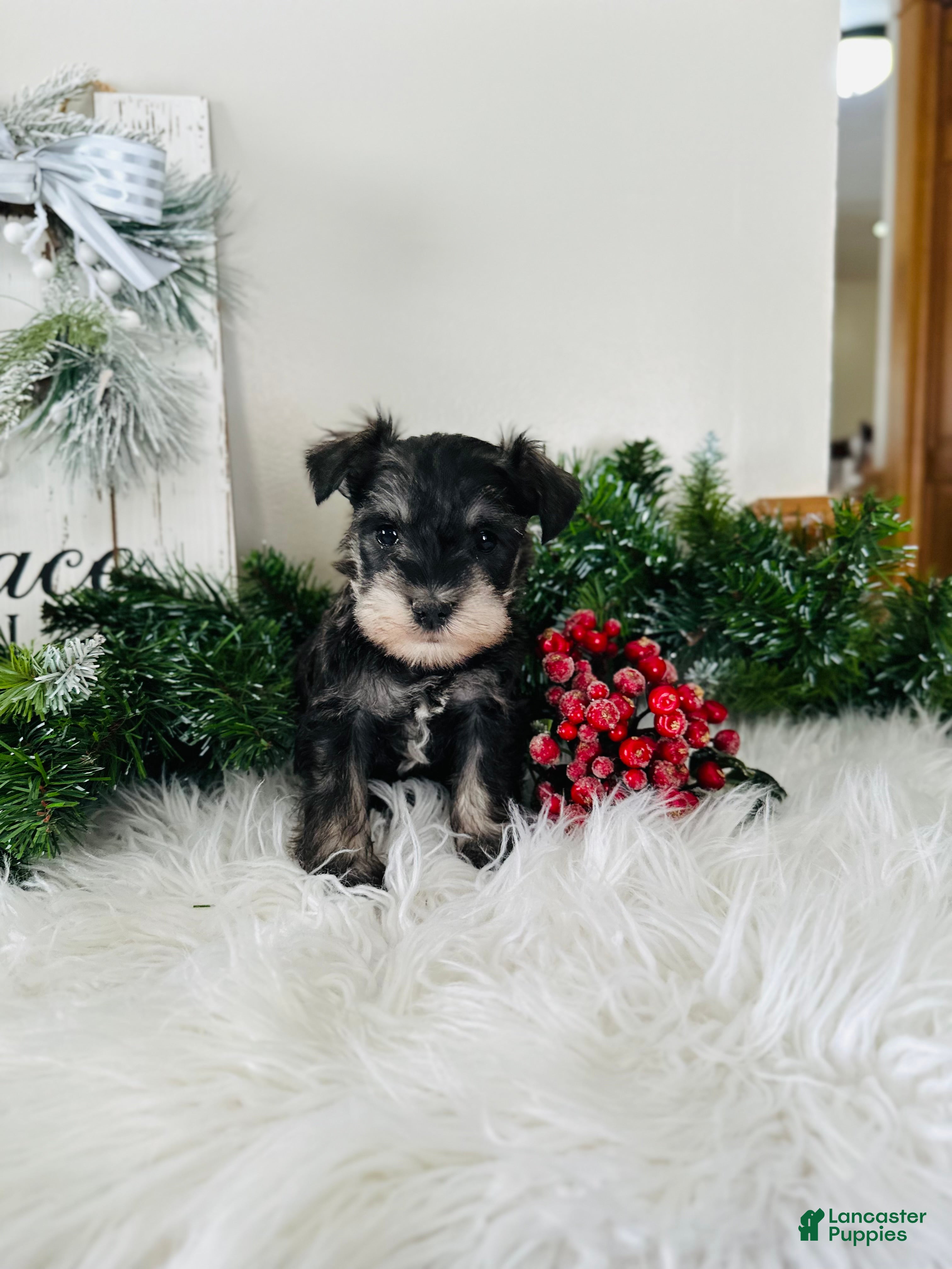 Miniature Schnauzer dogs Indy - Ad 6