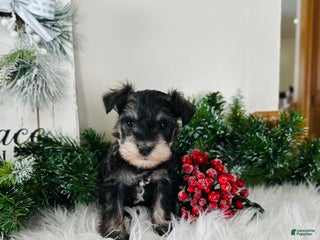 Miniature Schnauzer dogs Indy - Ad 5