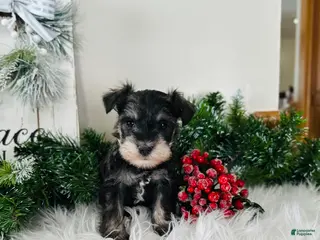Miniature Schnauzer dogs Indy - Ad 10
