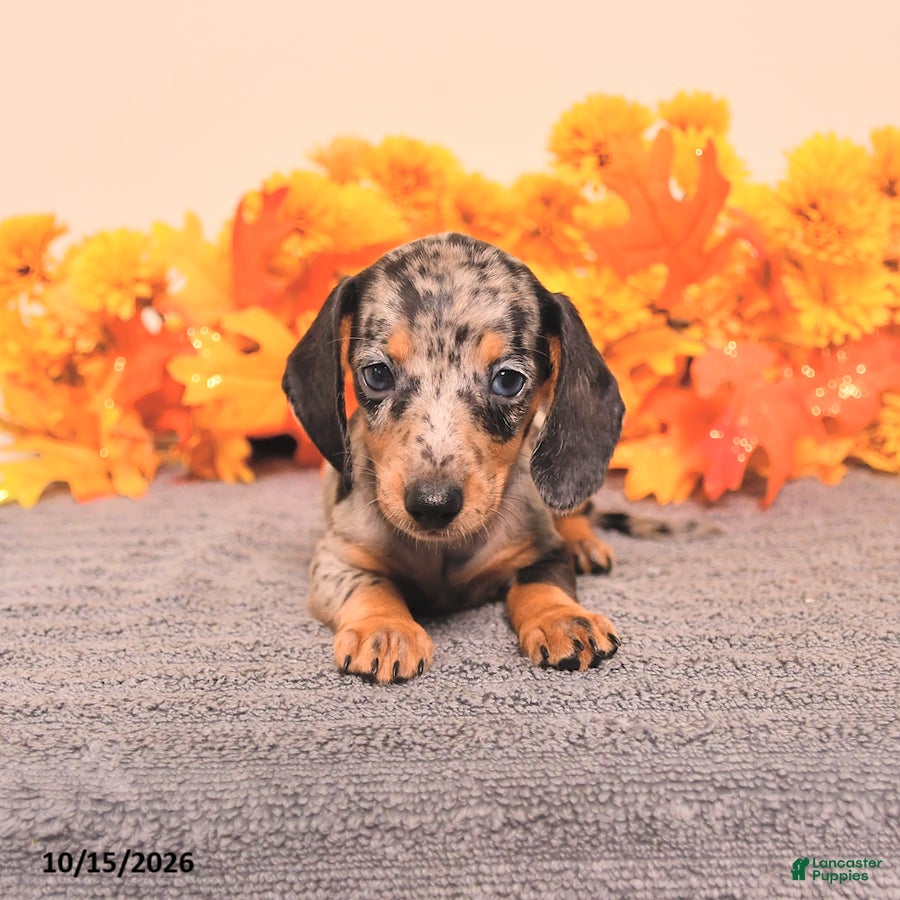 Miniature Dachshund dogs for sale: Roxy - Ad 2