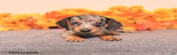 Miniature Dachshund dogs for sale: Roxy - Ad 2