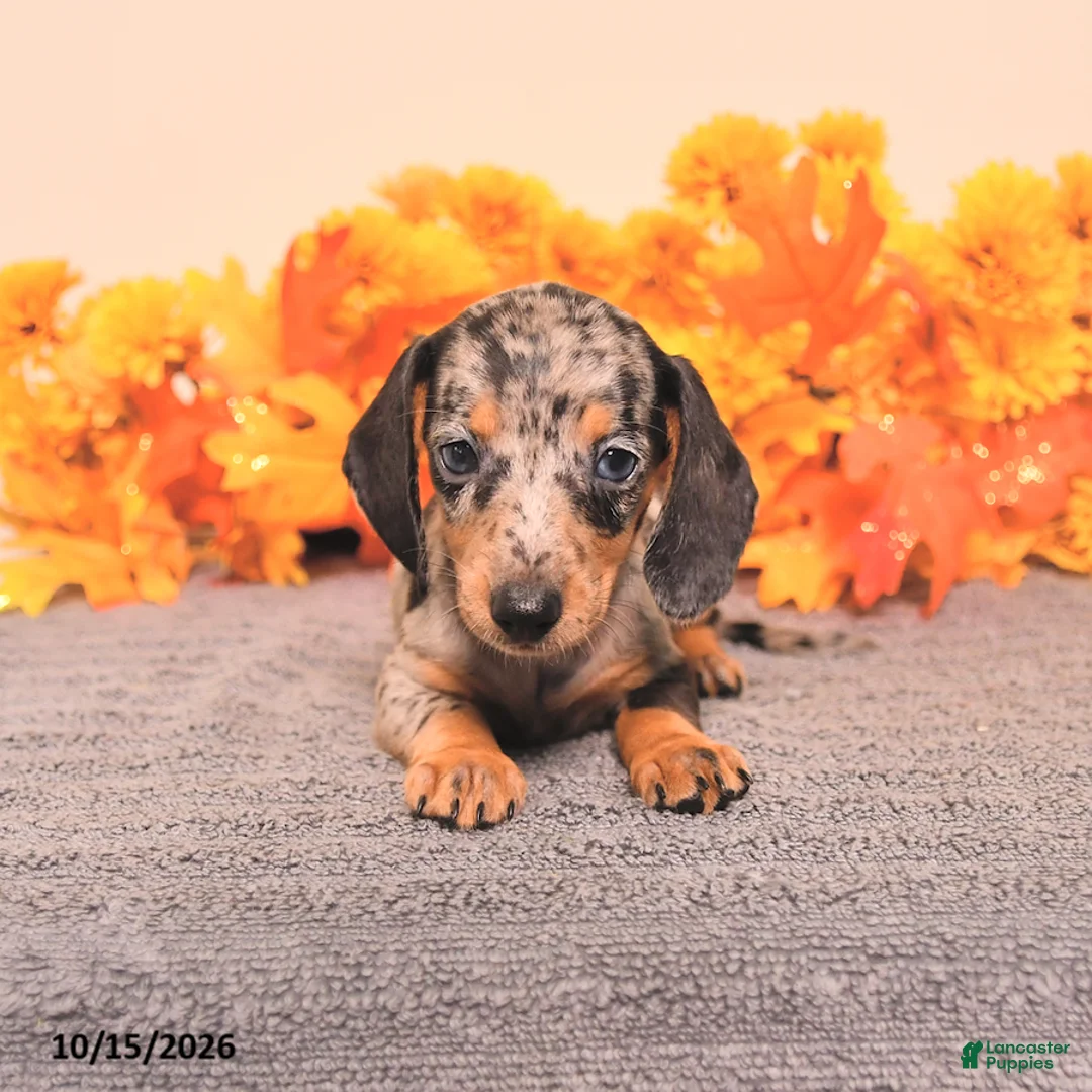 Miniature Dachshund dogs for sale: Roxy - Ad 2