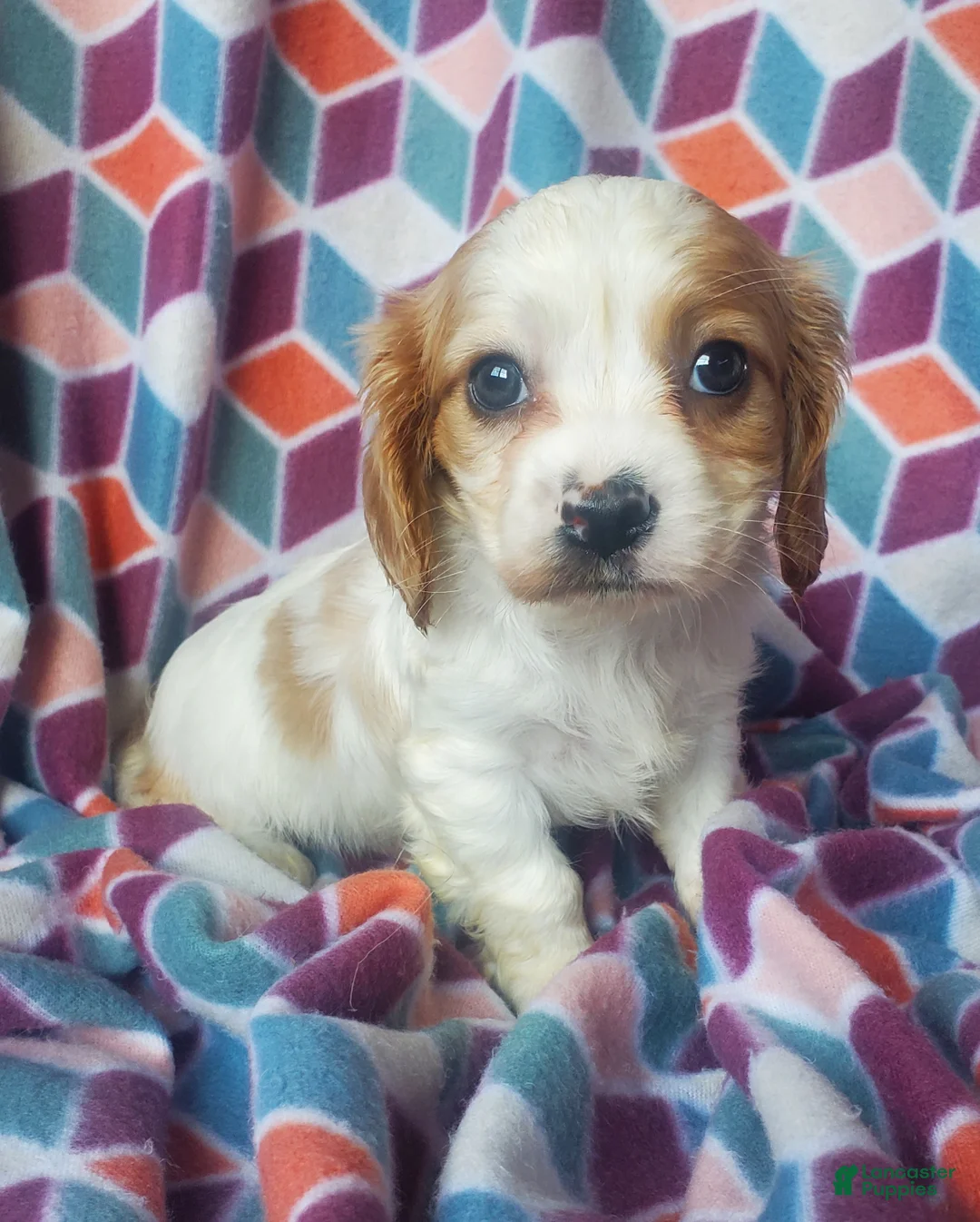 Cavachon dogs for sale: Kacie - Ad 1