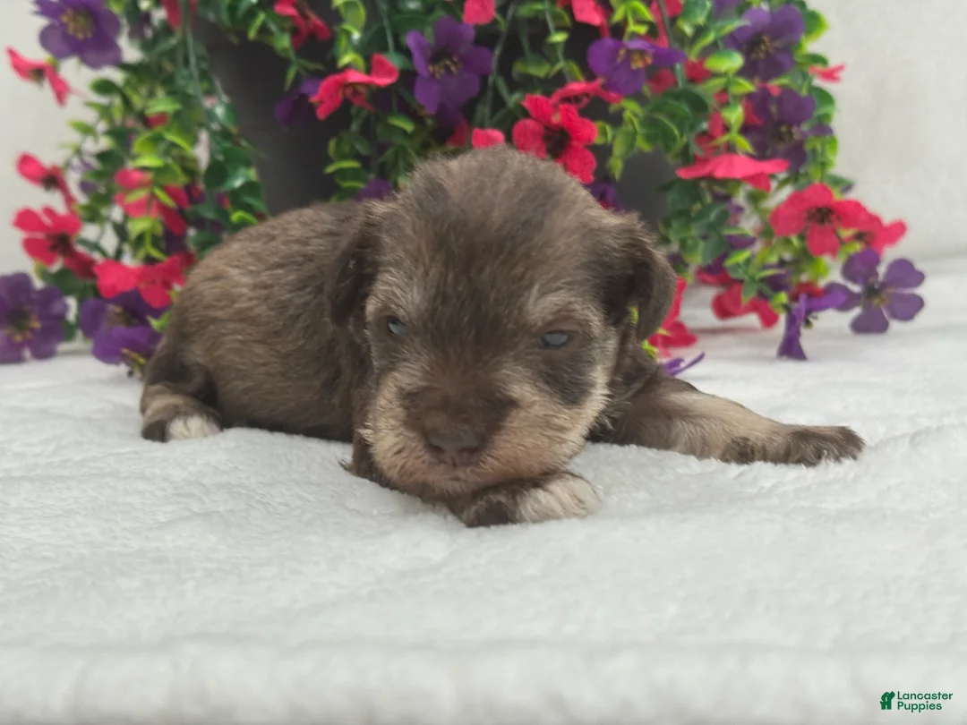 Miniature Schnauzer dogs for sale: Josie Female 1 - Ad 4
