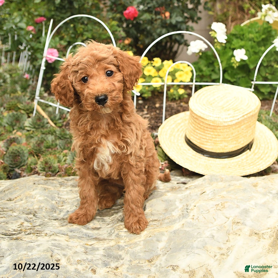 Miniature Poodle dogs for sale: Dixie - Ad 1