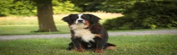 Mini Bernedoodle dogs for sale: Misha Mini Bernedoodle  - Ad 10
