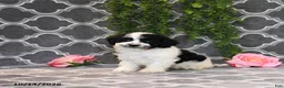 Havapoo dogs for sale: Bob - Ad 5