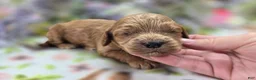 Cockapoo dogs for sale: Versace - Ad 3