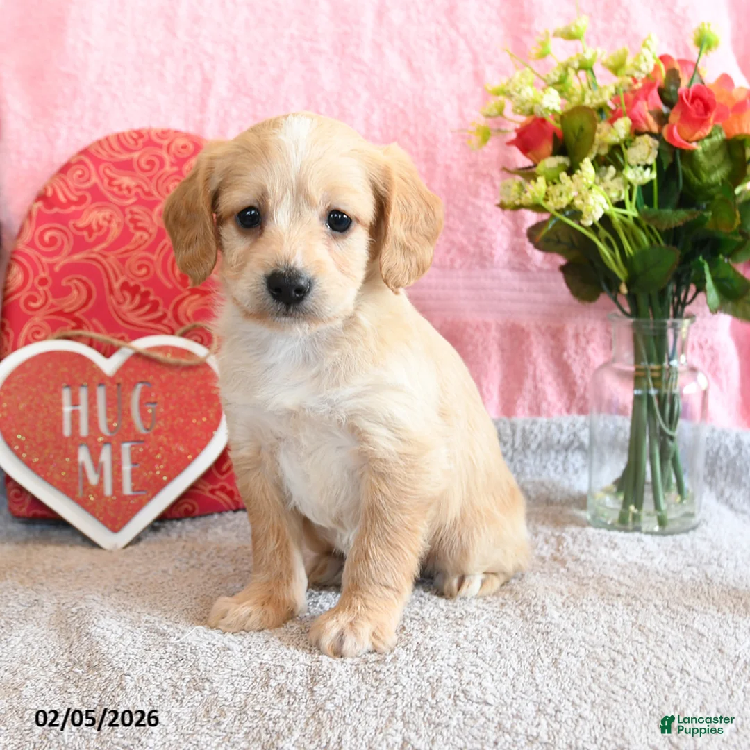 Mixed Breed dogs for sale: Waffles - Ad 1