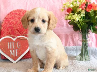 Mixed Breed dogs Waffles - Ad 30