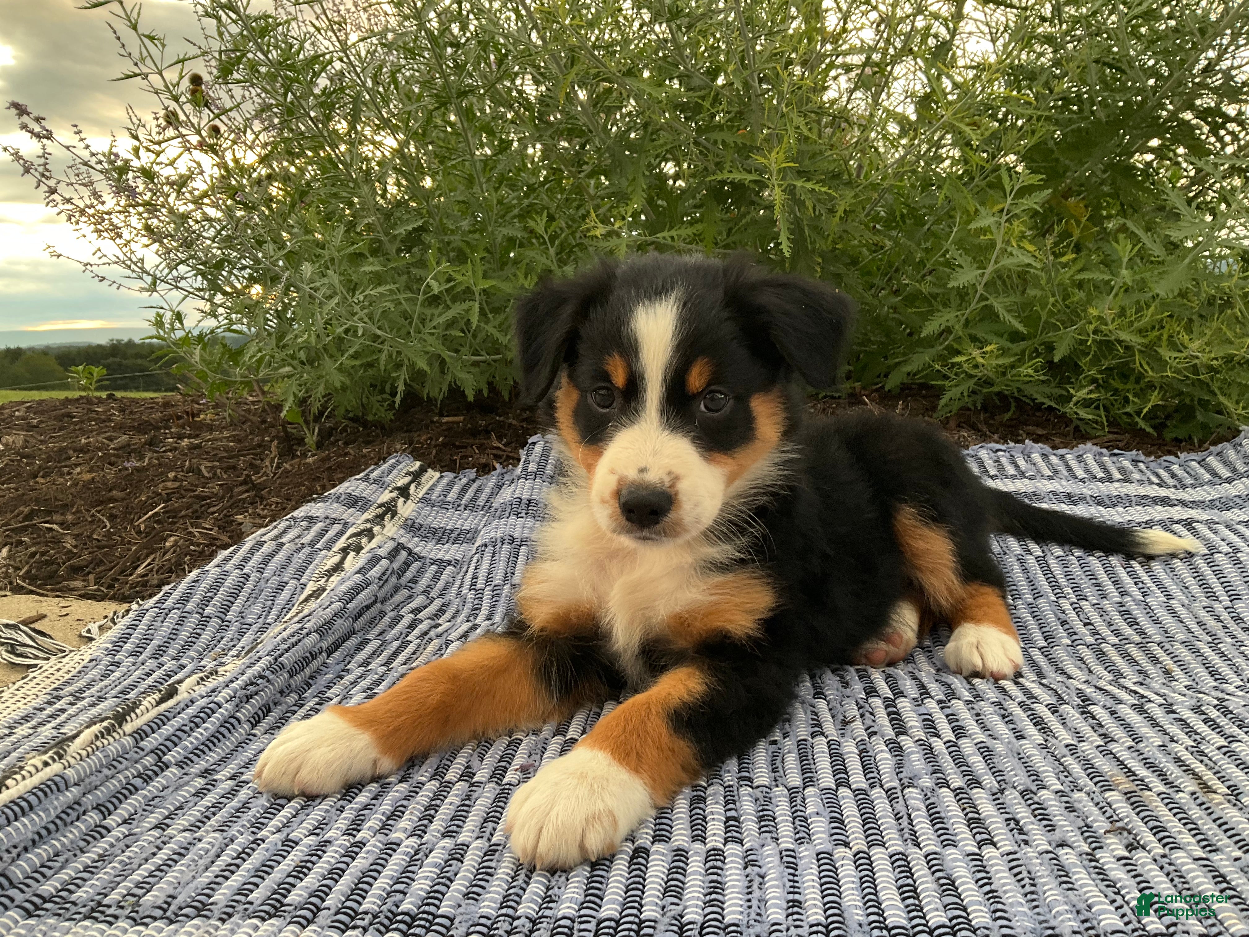 Australian Shepherd dogs Kambria - Ad 2