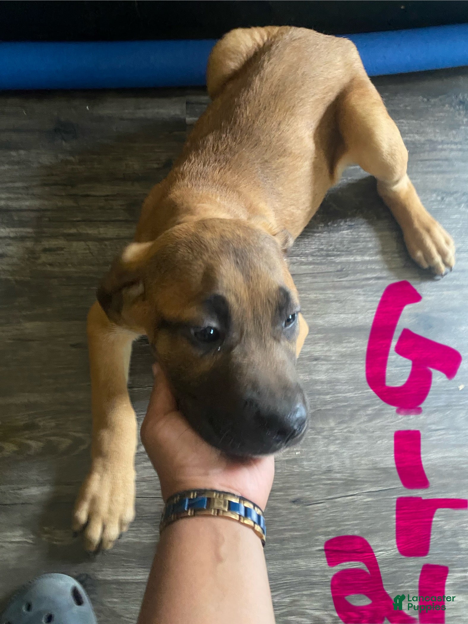 Cane Corso dogs Cane Corso Puppy 6 - Ad 7