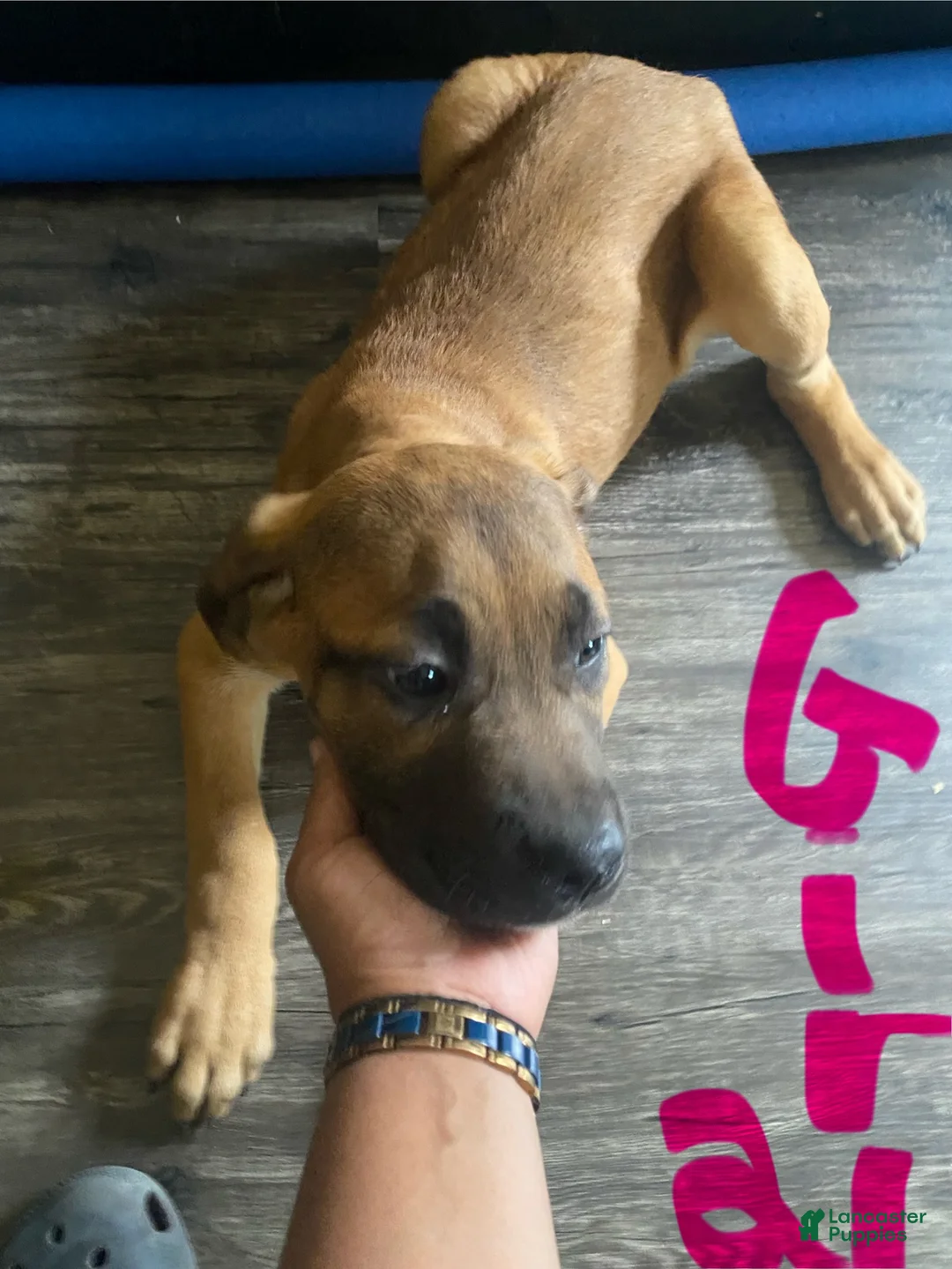 Cane Corso dogs for sale: Cane Corso Puppy 6 - Ad 1