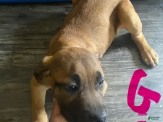 Cane Corso dogs Cane Corso Puppy 6 - Ad 12