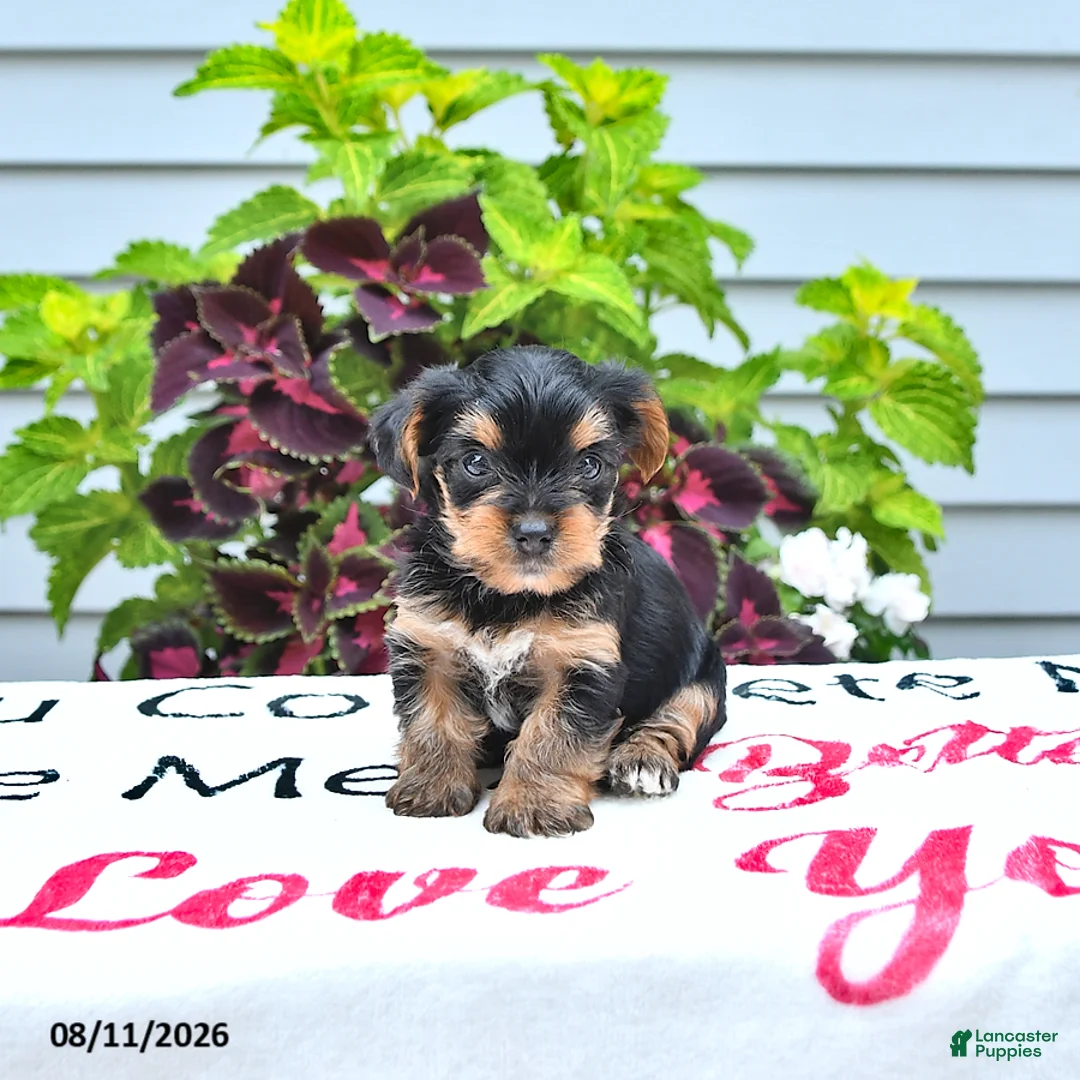 Yorkshire Terrier dogs for sale: Teddy - Ad 1
