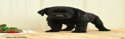 Labrador Retriever dogs for sale: Bubbles - Ad 5