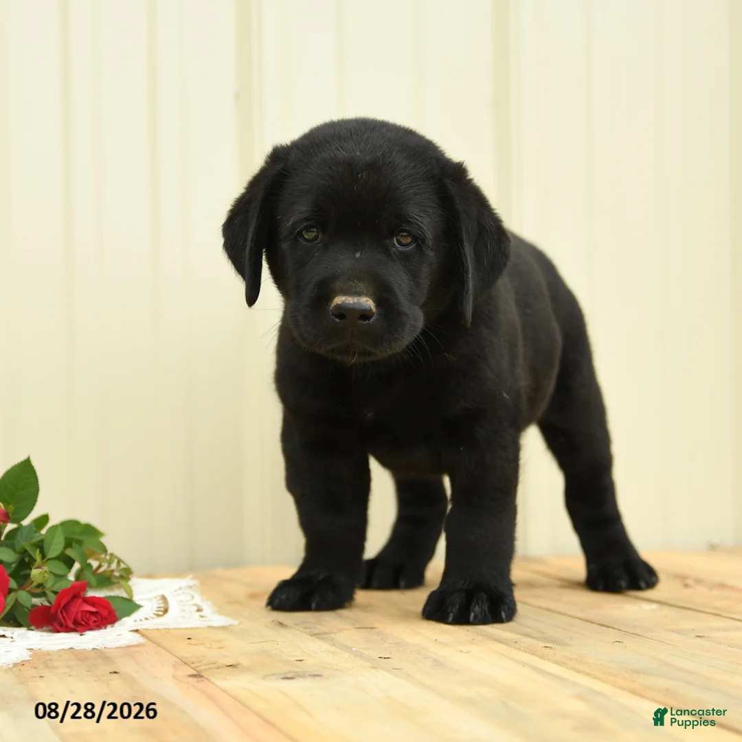 Labrador Retriever dogs for sale: Bubbles - Ad 5