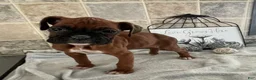 Boxer dogs for sale: Lindsay - Ad 2