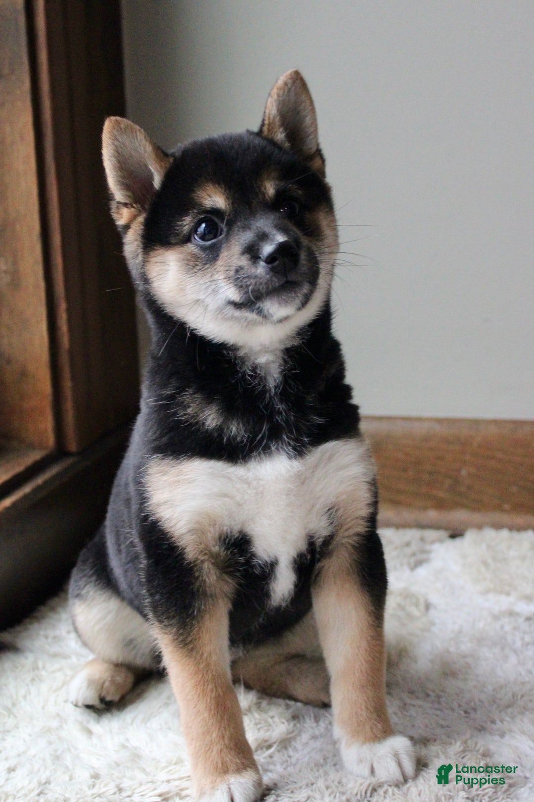 Shiba Inu dogs for sale: Shelby - Ad 2