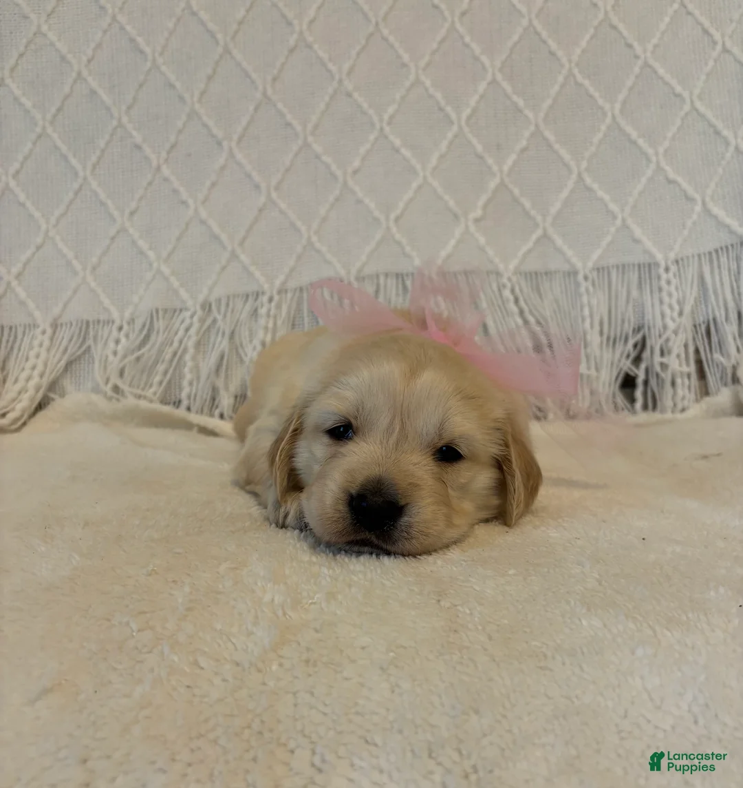 Golden Retriever dogs for sale: Grace  - Ad 4