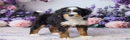 Bernedoodle dogs for sale: Lindy - Ad 4