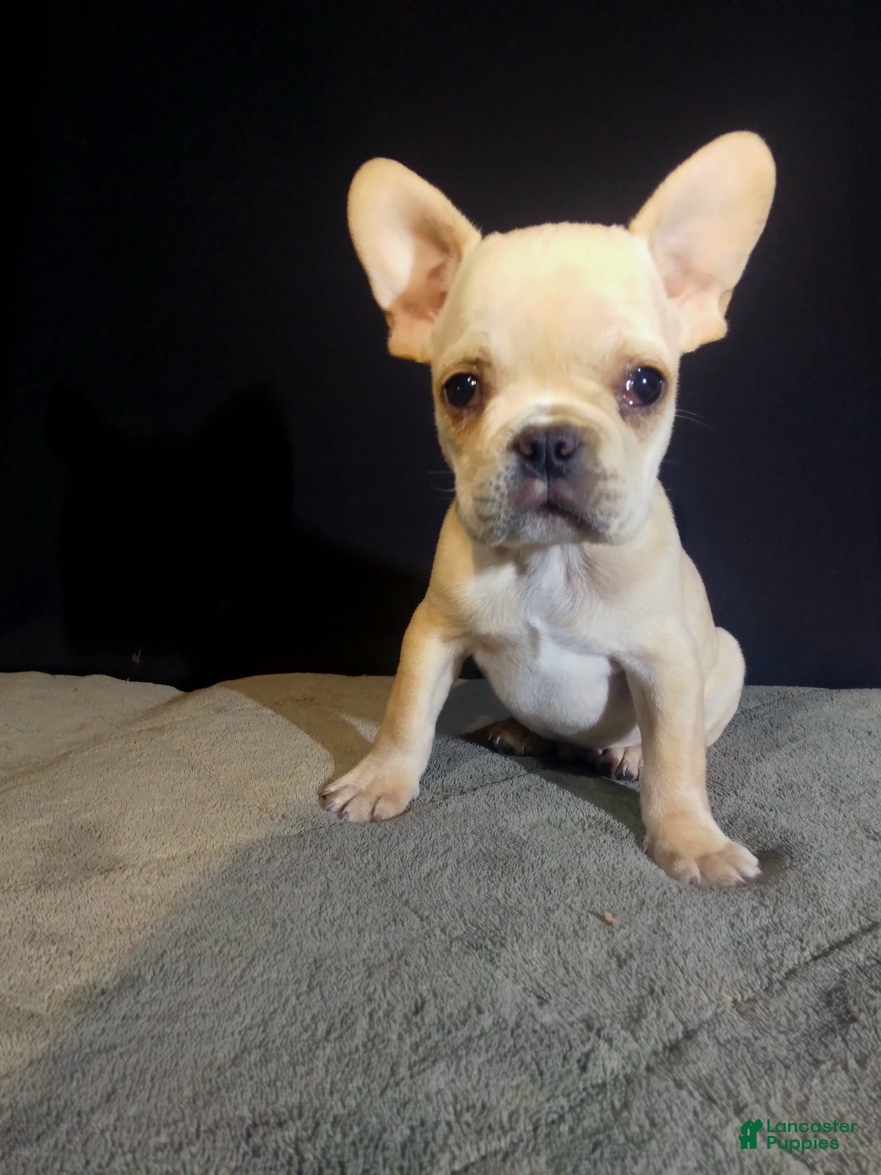 French Bulldog dogs Ean - Ad 25