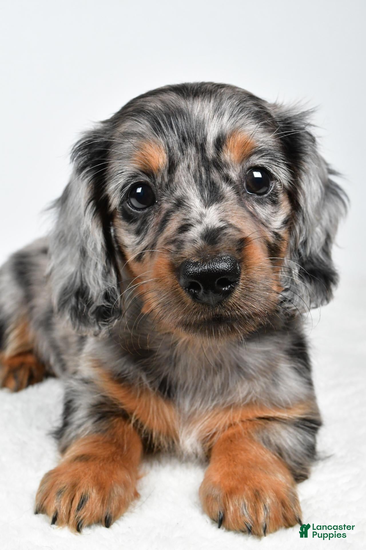 Miniature Dachshund dogs Lola - Ad 2
