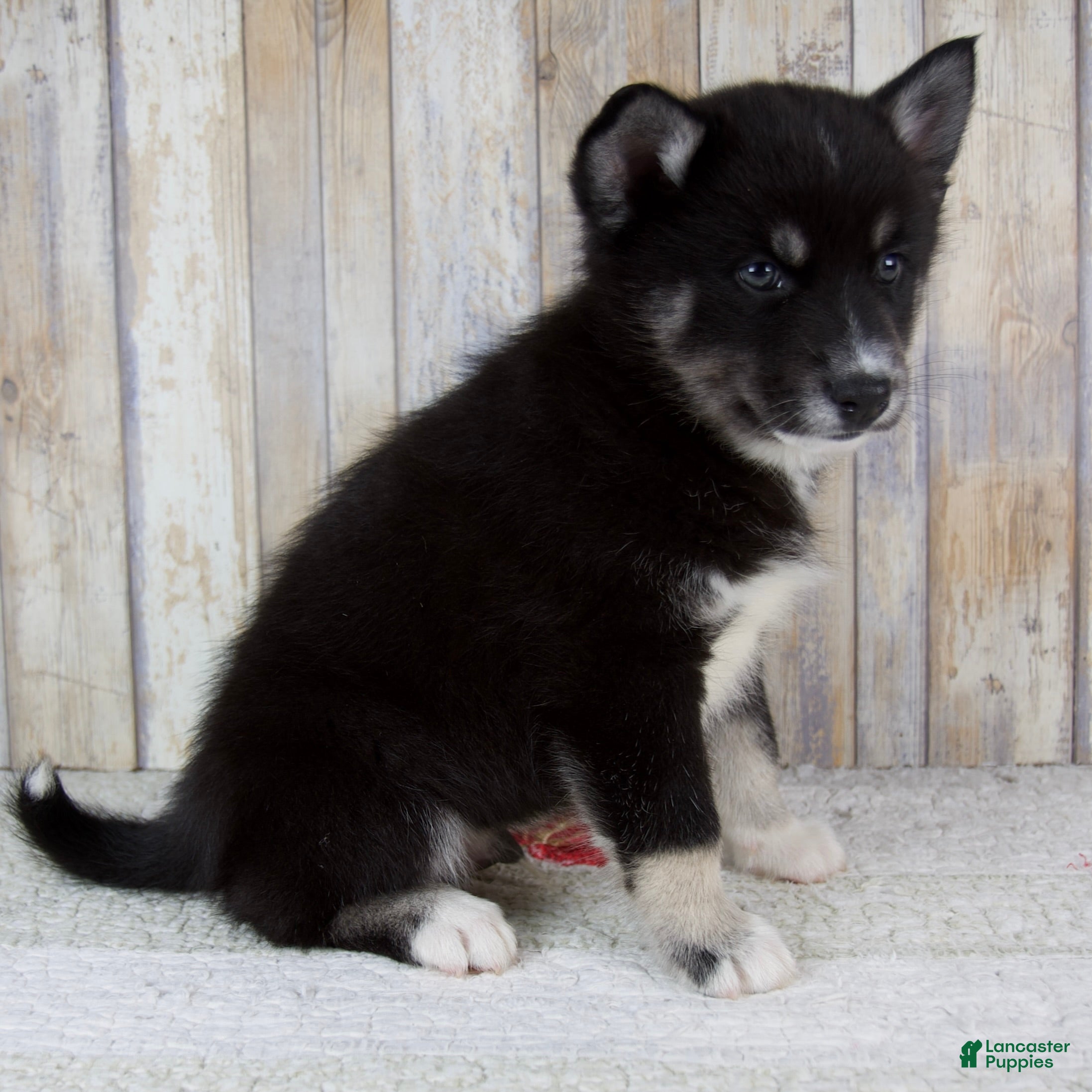 Pomsky dogs Bruno - Ad 2