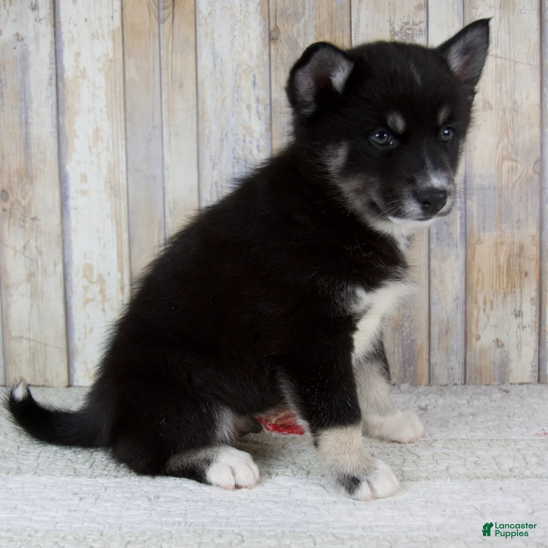 Pomsky dogs for sale: Bruno - Ad 2