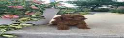 Bichpoo dogs for sale: Dixie  - Ad 4