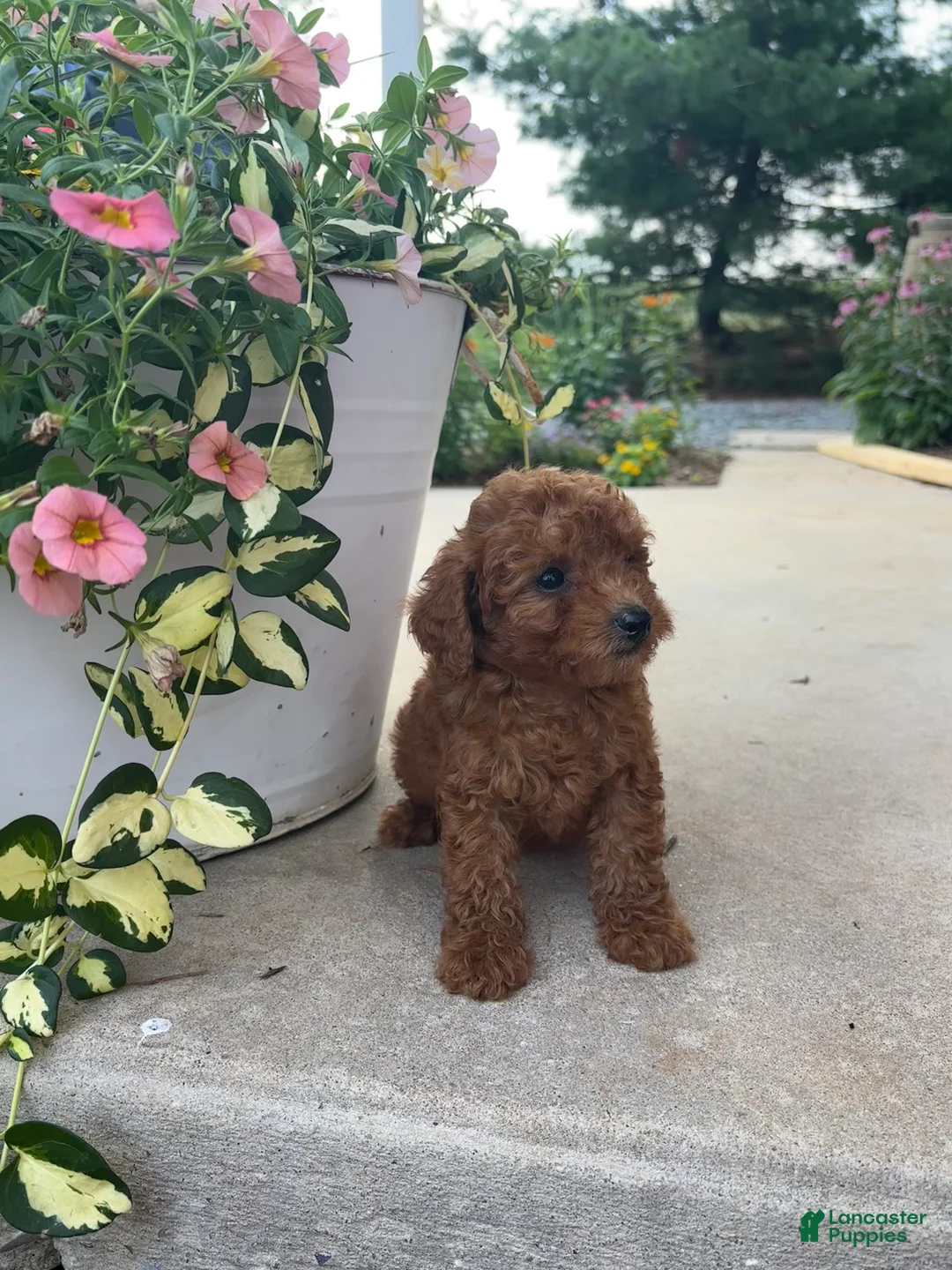Bichpoo dogs for sale: Dixie  - Ad 4