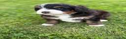 Mini Bernedoodle dogs for sale: Ridge - Ad 4