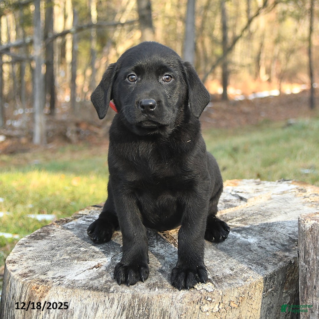 Labrador Retriever dogs for sale: Bailey - Ad 2