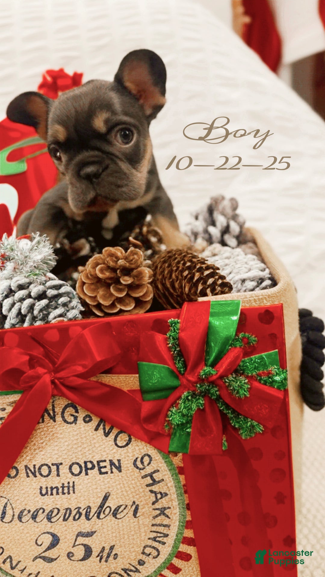 French Bulldog dogs for sale: Cole - Ad 1