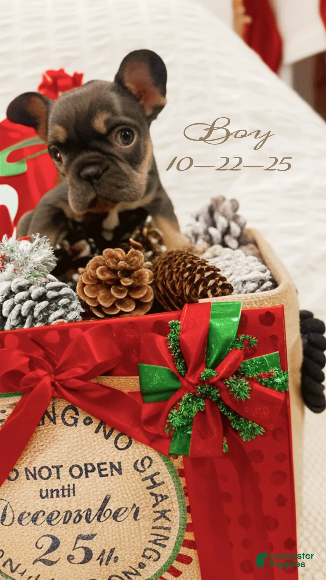 French Bulldog dogs for sale: Cole - Ad 1