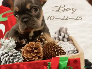 French Bulldog dogs Cole - Ad 41