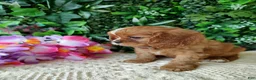 Cavalier King Charles Spaniel dogs for sale: Callie - Ad 9