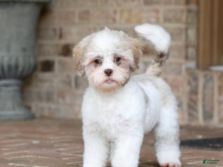Shihpoo dogs - Ad 4