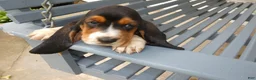 Basset Hound dogs for sale: Basset Hound 9 Charm - Ad 4