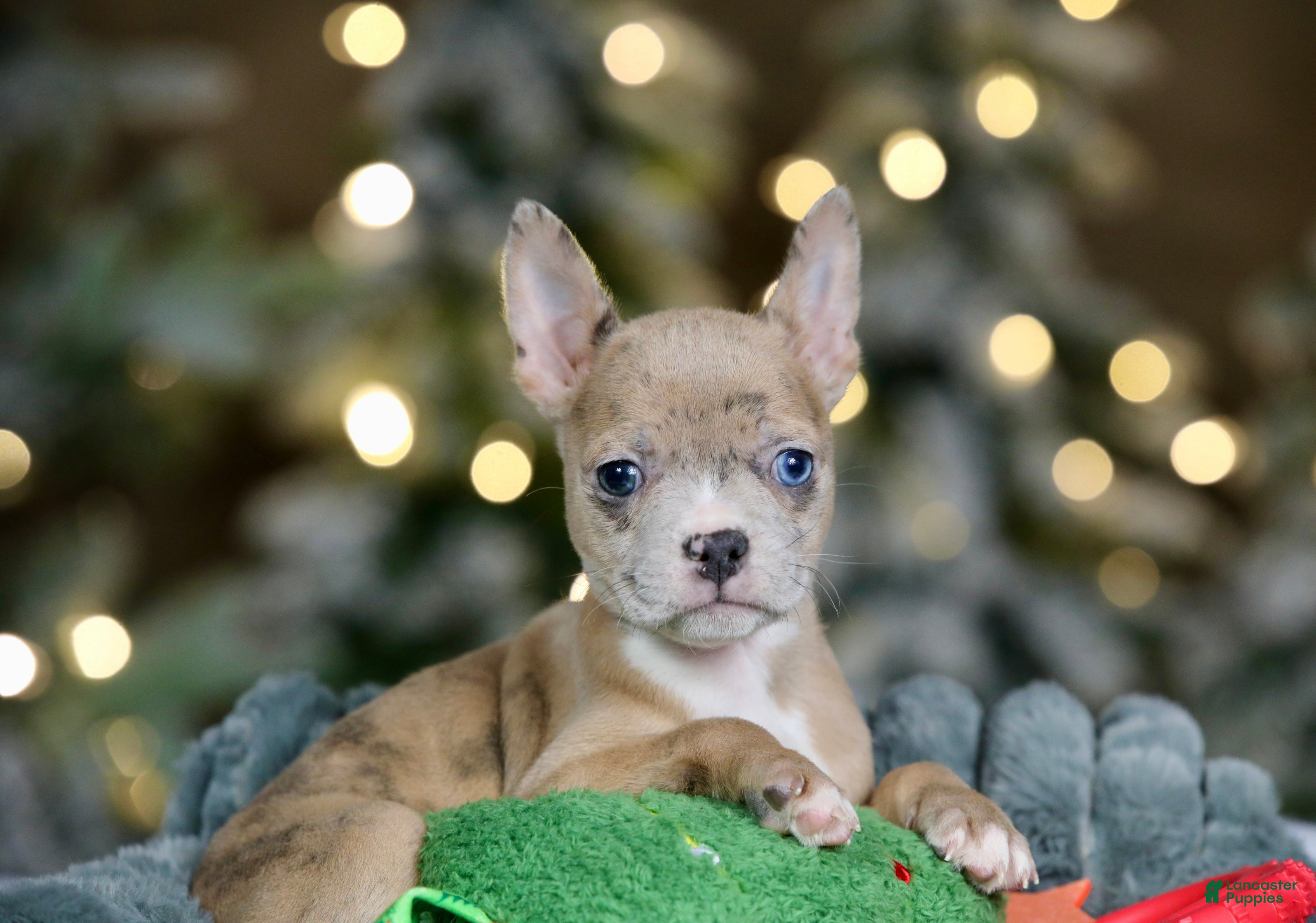 Frenchton dogs Falafel - Ad 10