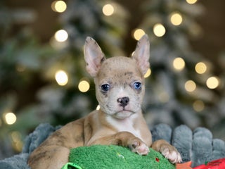 Frenchton dogs Falafel - Ad 38