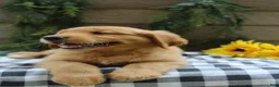 Golden Retriever dogs for sale: Trixie - Ad 11